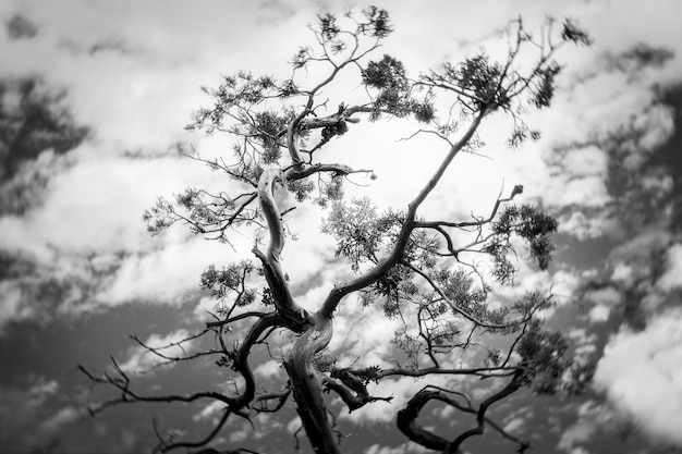 Free photo grayscale shot of a tree under a cloudy sky