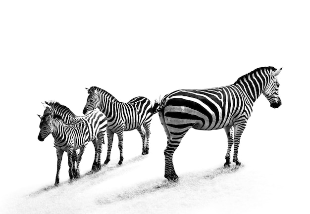 Free photo grayscale shot of zebras on the grass under the lights against a white surface