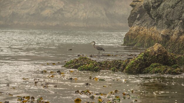 Great Blue Heron standing alone in the morning along a beach shoreline