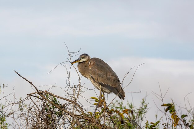 Great blue heron