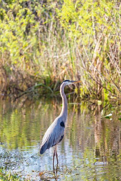 Free Photo great blue heron