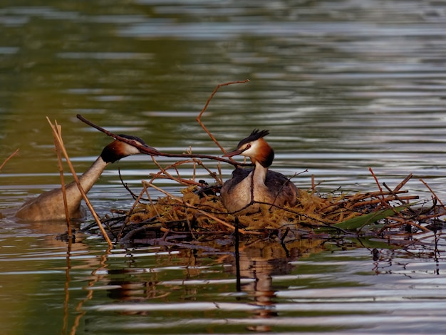 Free photo great crested grebes (podiceps cristatus) swimming in the lake