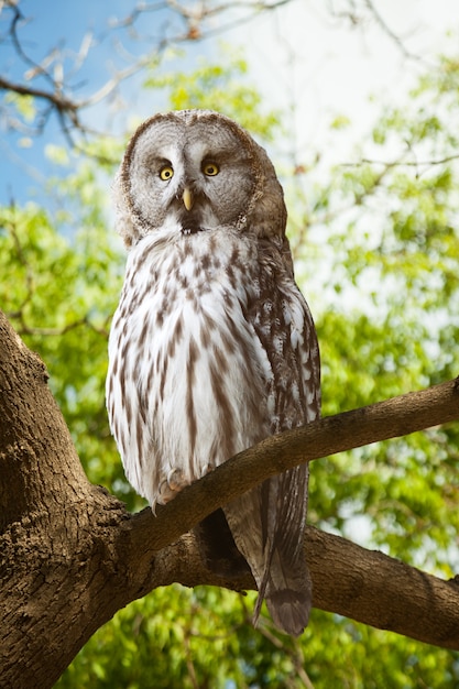 Free Photo great grey owl   at forest