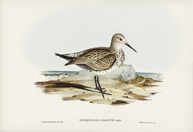 Free Photo great sandpiper (schoeniclus magnus) illustrated by elizabeth gould