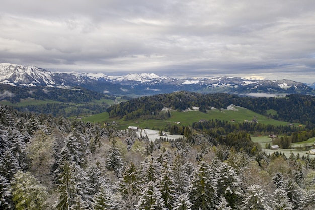 Great view of rolling hills and snow-covered spruce trees