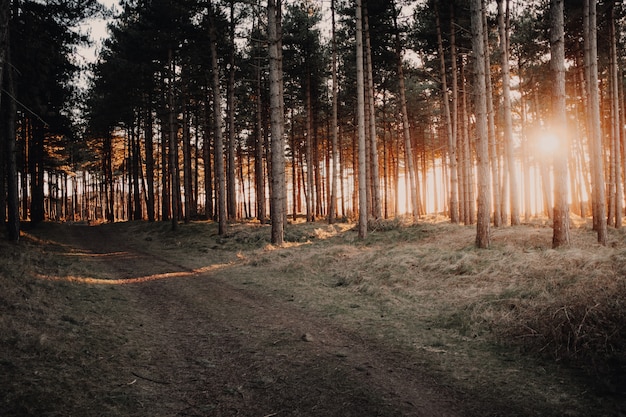 Great view of the sun shining through the trees in a forest captured in Oostkapelle, Netherlands