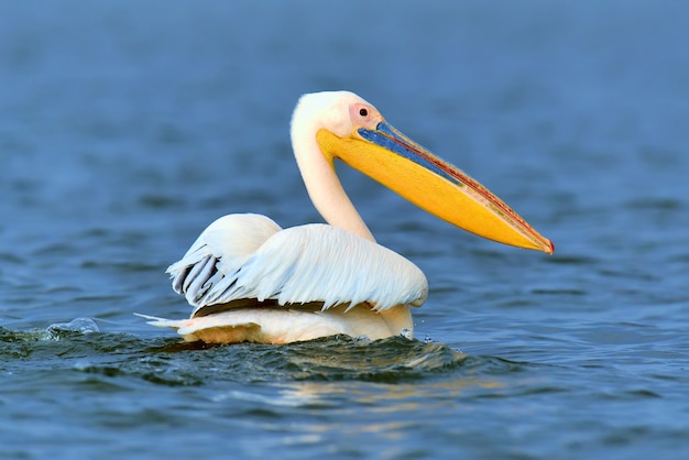 Great white pelican flying over the lake in the savannah