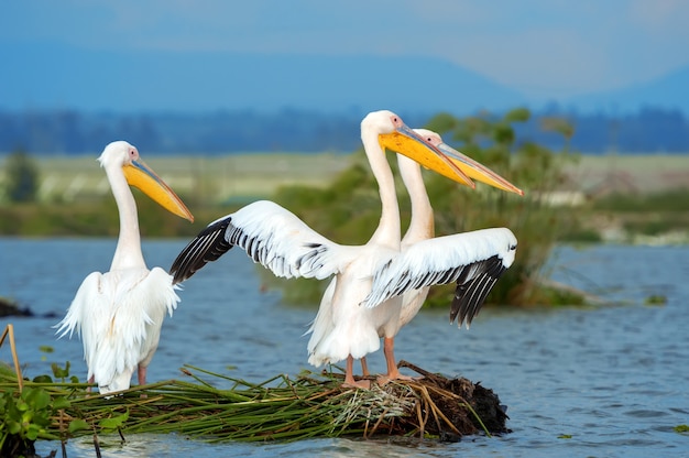 Free photo great white pelican in lake in the savannah