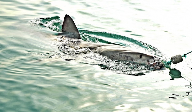 Free photo great white shark breaching sea surface to catch meat lure and seal decoy.