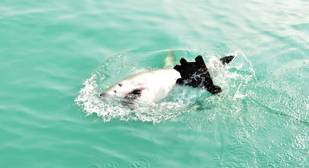 Free photo great white shark breaching sea surface to catch meat lure