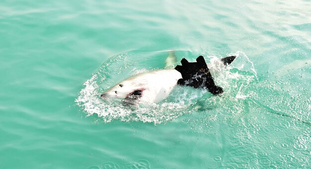 Great White Shark breaching sea surface to catch meat lure