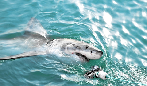 Great White Shark chasing a meat lure and breaching sea surface.