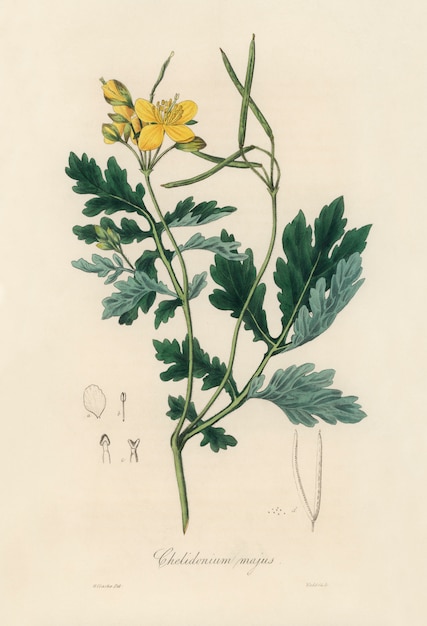 Greater celandine (Chelidonium majus) illustration from Medical Botany (1836)