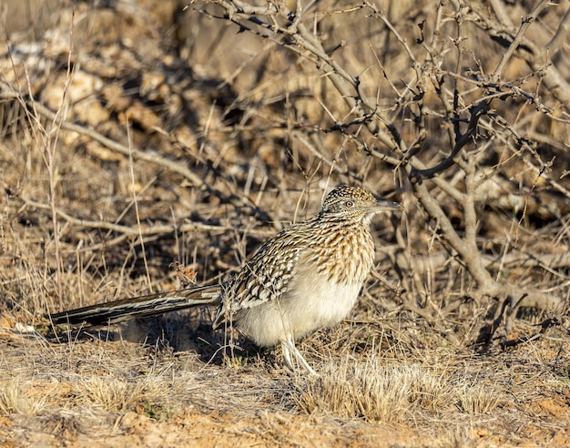 Free photo greater roadrunner in morning sun