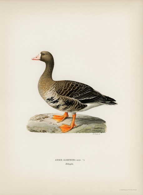 Free photo greater white-fronted goose (anser albifrons) illustrated by the von wright brothers.