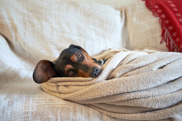 Greek hound dog tucked comfortably under the towel