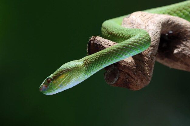 Green albolaris snake side view animal closeup green viper snake closeup head