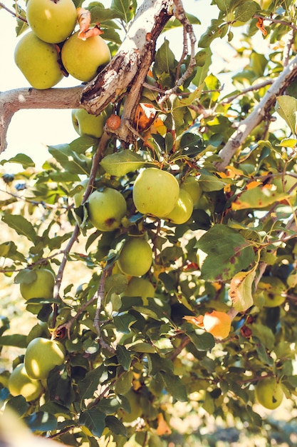 Free Photo green apple fruits on tree close up