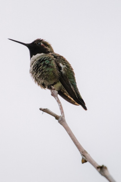 Free photo green and black humming bird