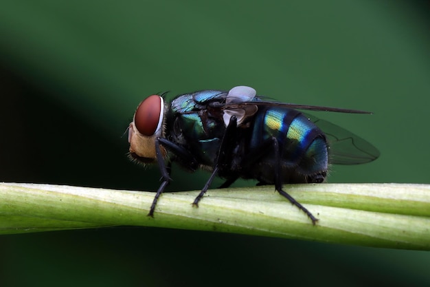 Free photo green bottle fly on the branch