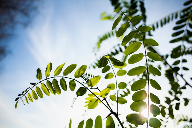 Free Photo green branch on a beautiful day with sun