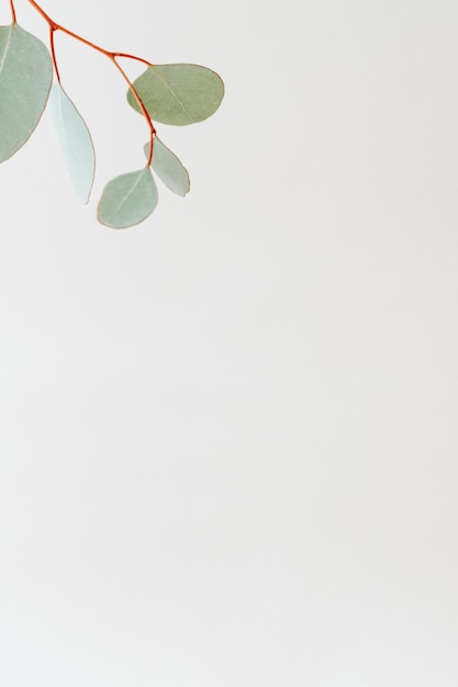 Free photo green branch on white social template