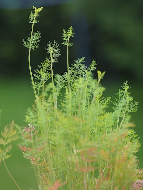 Green branches of a bush growing during the daytime