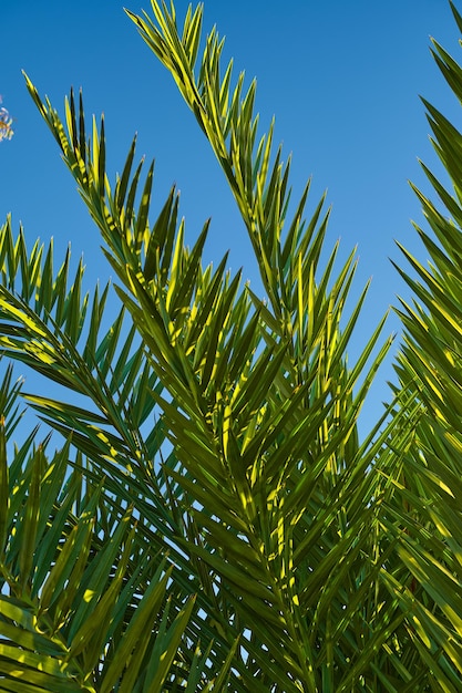 Free photo green branches of a palm tree closeup against the blue sky vertical postcard for palm sunday idea for a postcard or background earth day