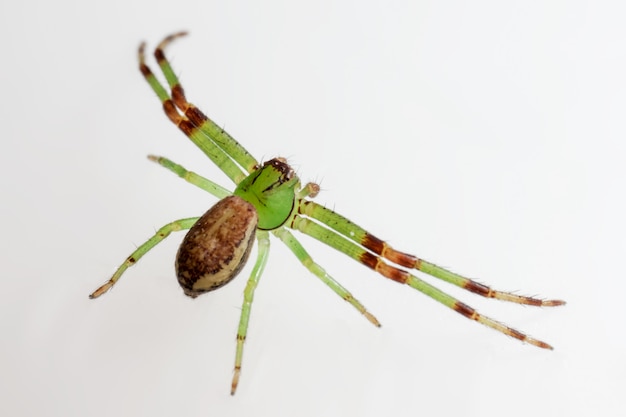 Green and brown insect with long legs