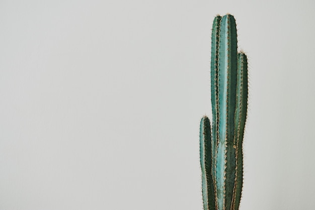 Green cactus on gray background