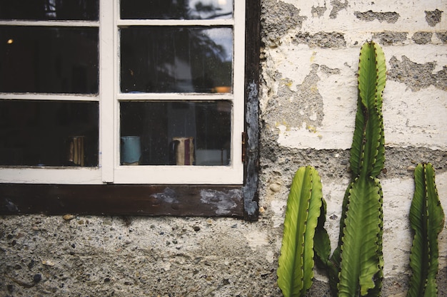 Green cactus grown in front of an old concrete wall near the old windows