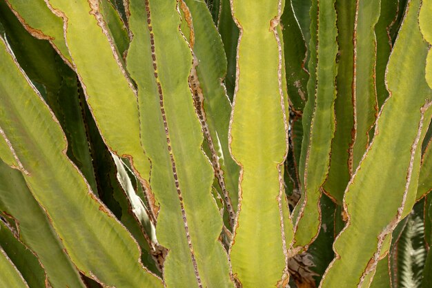 Green cactus leaves close-up