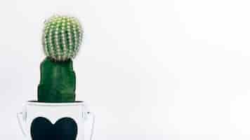 Free photo green cactus plant with heartshape on pot over white backdrop