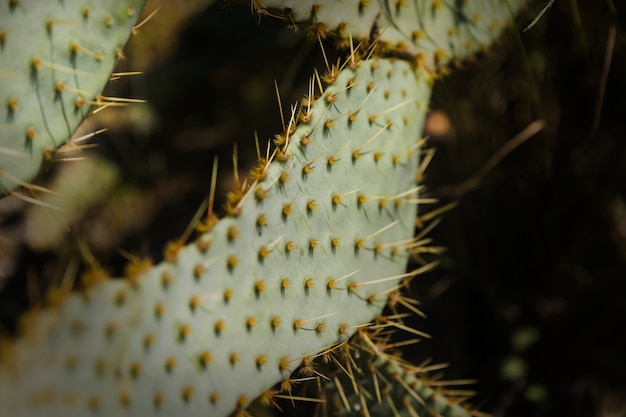 Free photo green cactus surface with spiked thorns