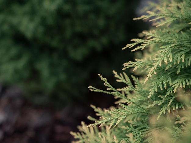 Free photo green cedar tree branches