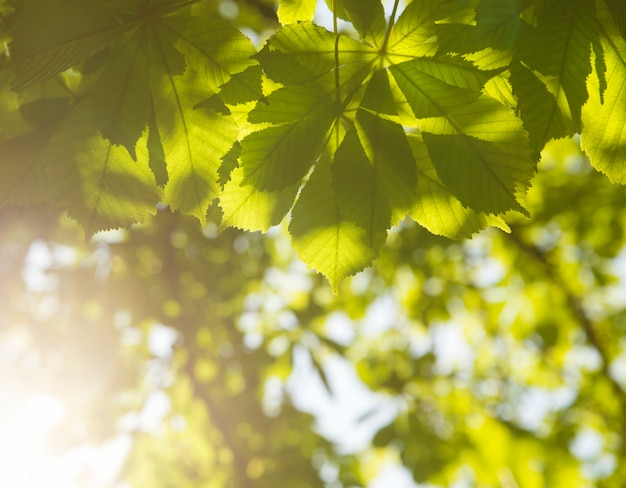 Free Photo green chestnut leaves