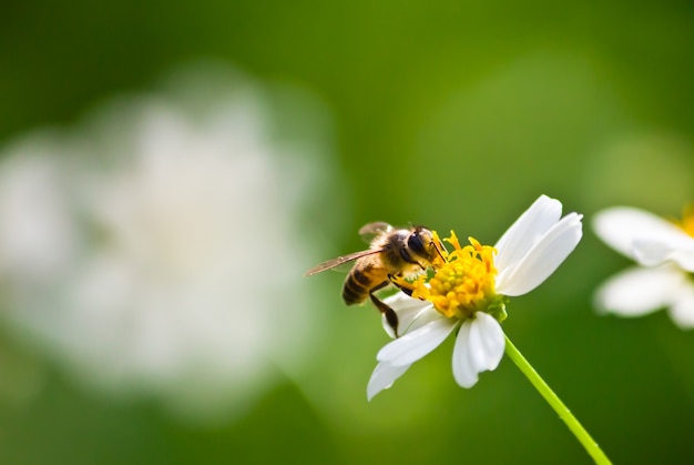 green color antenna white bee