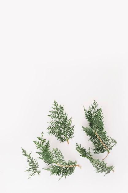 Green coniferous branches on light desk