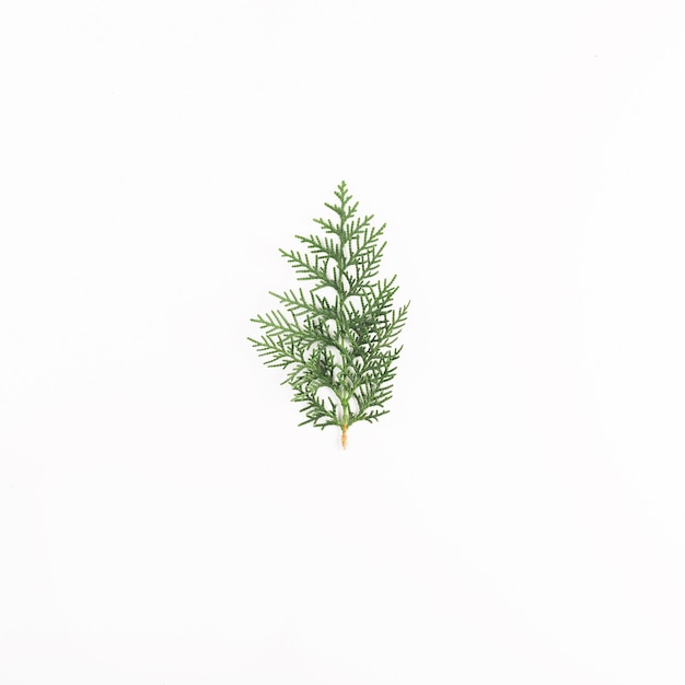 Free Photo green coniferous twig on light desk