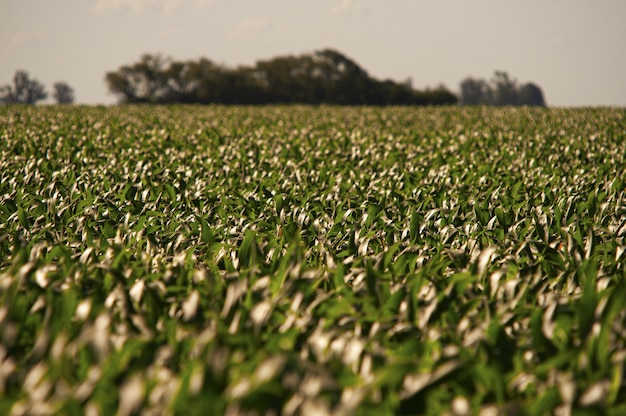 Free Photo green cornfield under the clear blue sky