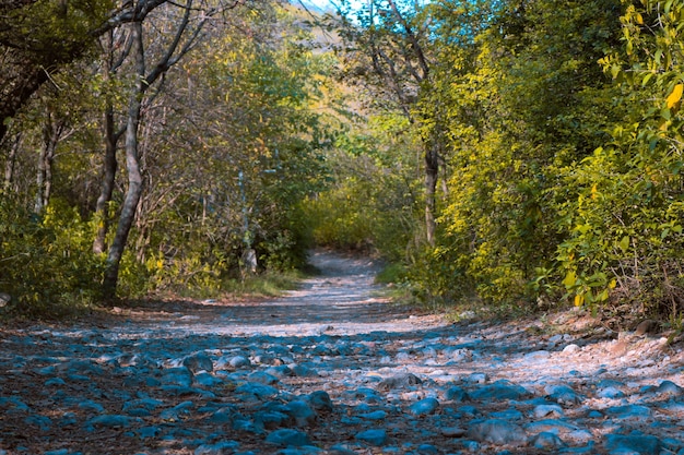 Free photo green countryside woodland leaf rambling scenic