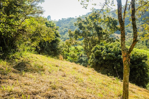 Free photo green countryside