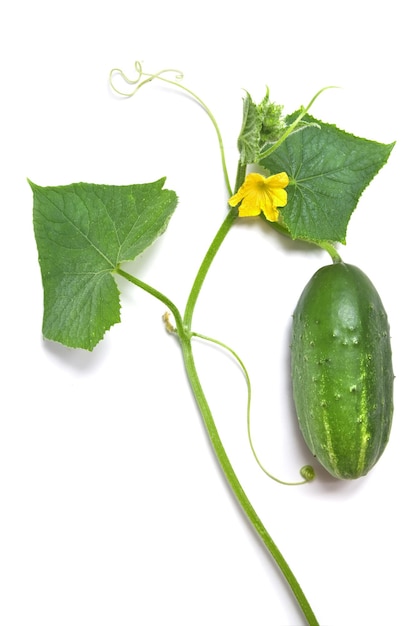 Green cucumber with leaves and flower isolated on white