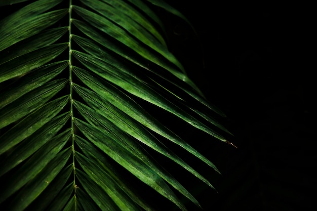 Free photo green exotic leaves close up