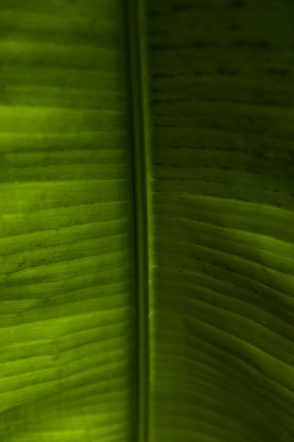 Free Photo green exotic leaves close up