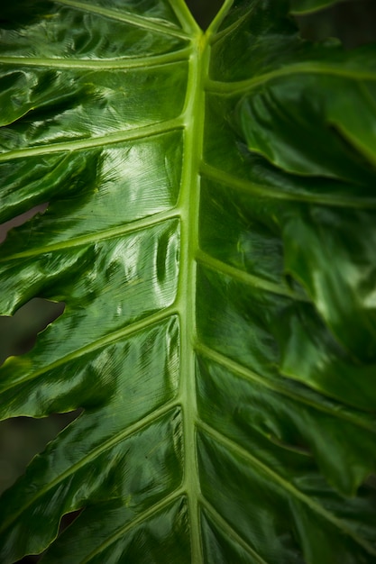 Green exotic leaves close up