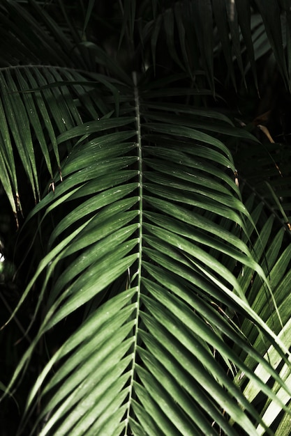 Green exotic leaves close up