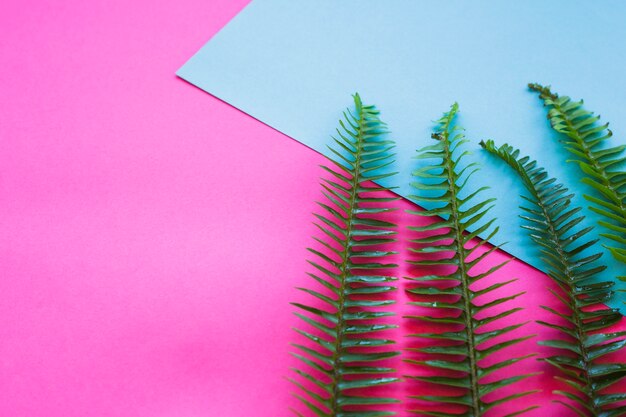 Green fern leaves on blue