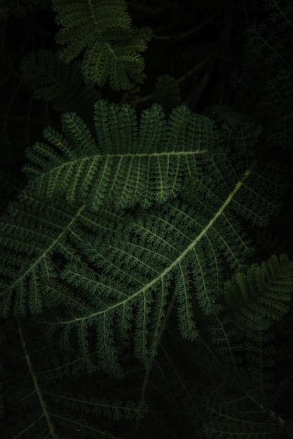 Free Photo green fern plant in close up