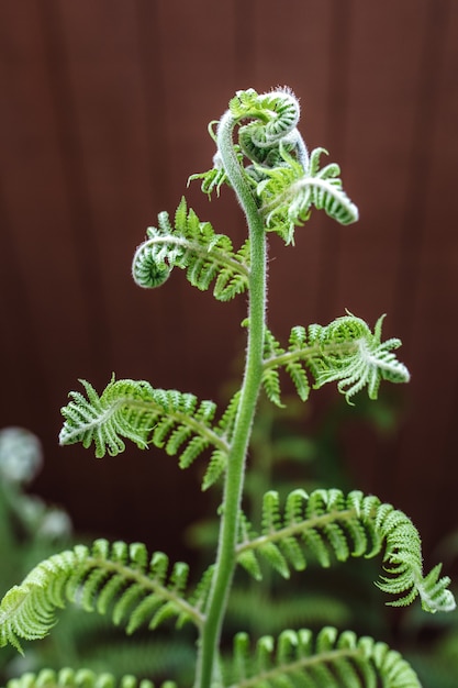 Green fern on selective focus